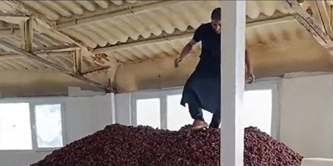 Kayısıların üzerine ayakkabılarıyla çıktı, 10 bin lira ceza kesildi