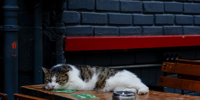 Datça'da iki kedi yavrusunun öldürülmesine ilişkin soruşturma başlatıldı
