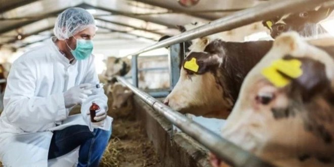 Zonguldak'ta 2 belde, 7 mahalle ve 46 köyde şap karantinası başlatıldı