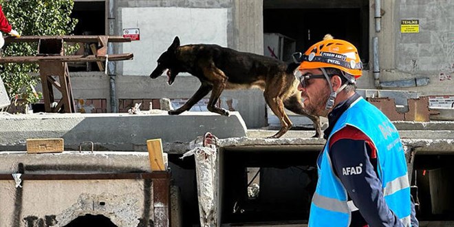 Hassas burunlu köpekler sınava girdi: Kimi geçti, kimi seneye bıraktı