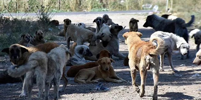 Sokak köpekleri artık devlet meselesi oldu