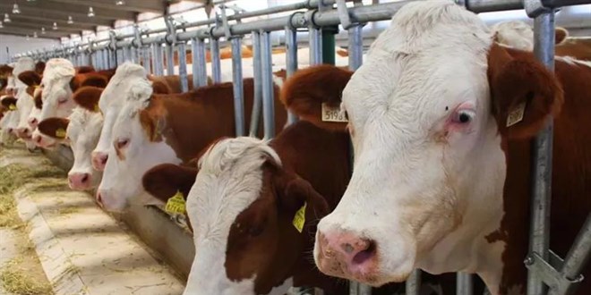 İnek kesime, para borsaya: Maliyetten ve ithalattan bunalan besici havlu attı