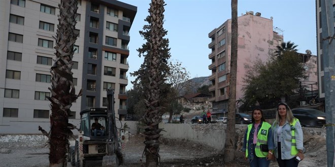 Sökülen ağaç pahalıya patladı, yerine 2 bin 103 ağaç diktiler