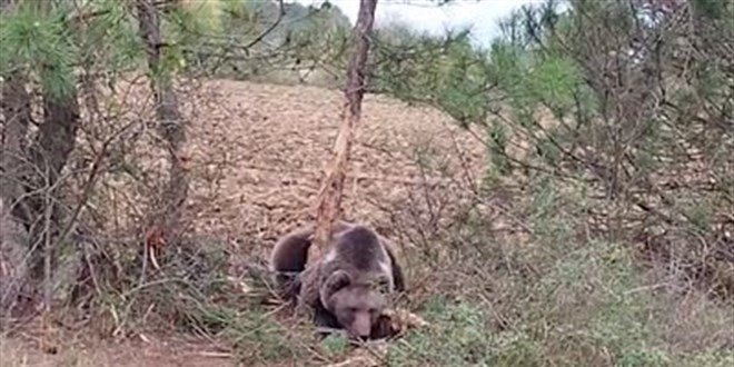 Bolu'da tellere takılan ayı kurtarma ekibine saldırdı