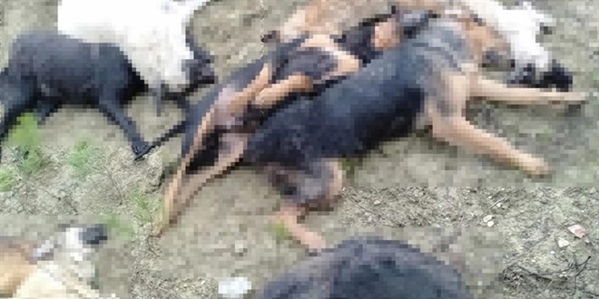 Bilecik'te köpek katliamı: Müdür açığa alındı, 3 kişi işten çıkarıldı