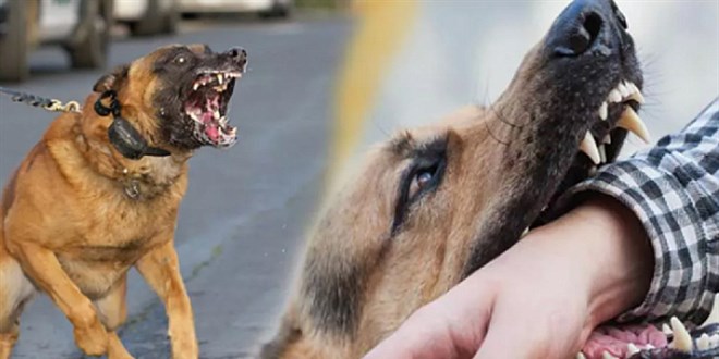 Köpek saldırıları için uzmanı uyardı: Kaçmayın, göz teması kurmayın