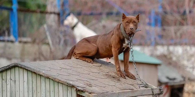 81 ile 'kedi ve köpek köyü' kurulacak