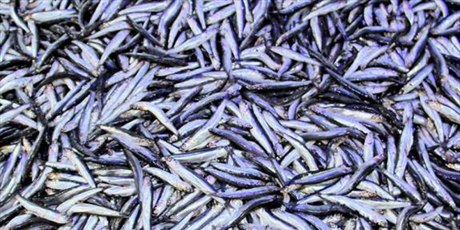 Hamsinin fiyatı yeni yılda geriledi