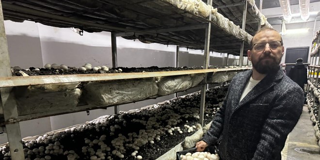 Devlet desteğiyle kurduğu tesiste yılda 60 ton mantar üretiyor