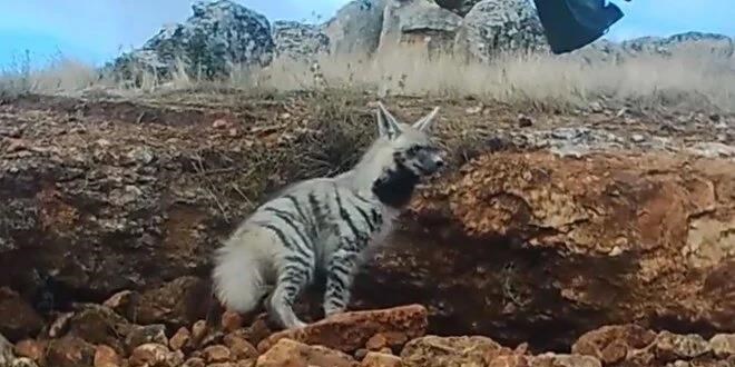 Çizgili sırtlan fotokapanla görüntülendi