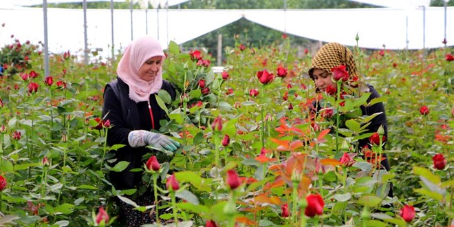 Gül serada 25, çiçekçide 100-150 lira