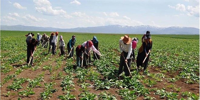 Tarım ve Orman Bakanlığı'na 1500 tarım işçisi alınacak