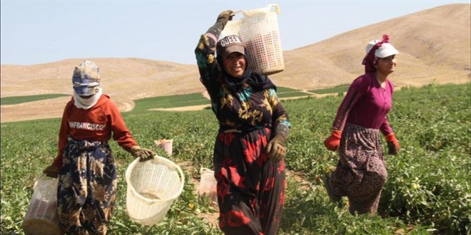 Bakanlık yeni düzenlemenin taslağını hazırladı: Mevsimlik işçilik meslek oluyor