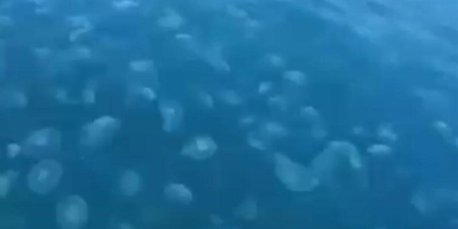 Scaklk ve kirlilik denizanas poplasyonunu arttryor