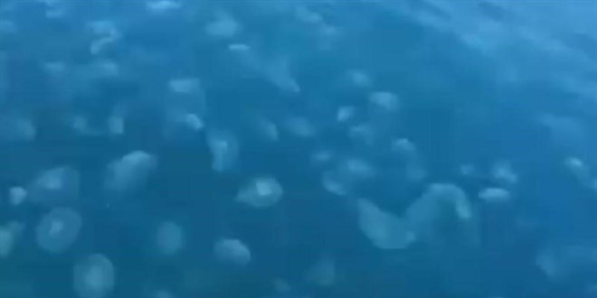 Sıcaklık ve kirlilik denizanası popülasyonunu arttırıyor