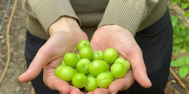 Fiyatı cep yakıyor! Eriğin tanesi 100 lira