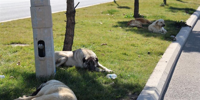 Diyarbakır'da sahipsiz köpek bir günde 8 kişiyi ısırdı