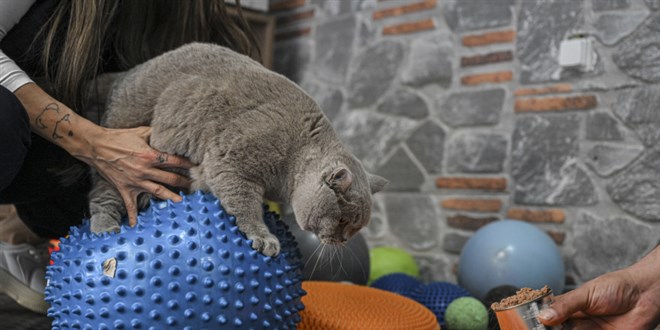 Obez kedi 'Şiraz' pilates yaparak ve yüzerek zayıflıyor
