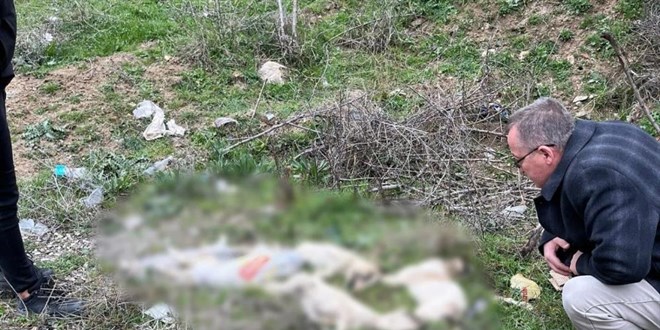 Söğüt'te yolda ölü bulunan köpekler tepkiye yol açtı