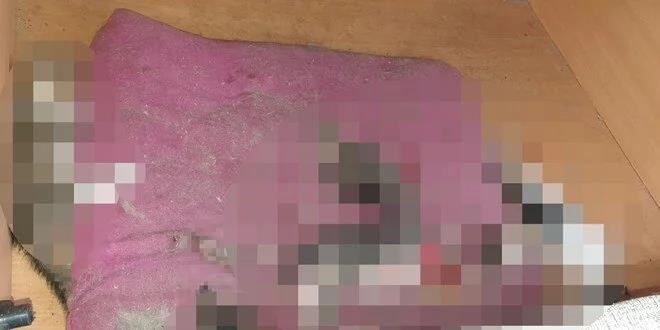 Ankara'da vahşet: 6 yavru kedi başları ve patileri kesilerek öldürüldü