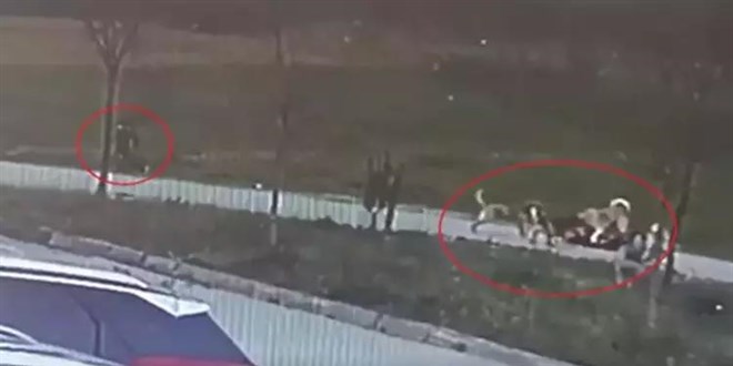 Oğlunu korumak isteyen babaya saldıran köpeklerin sahipli olduğu ortaya çıktı