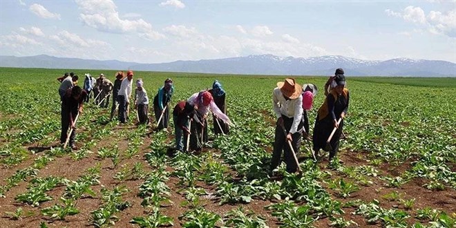 Mevsimlik tarım işçilerinin çalışma şartları düzeltiliyor