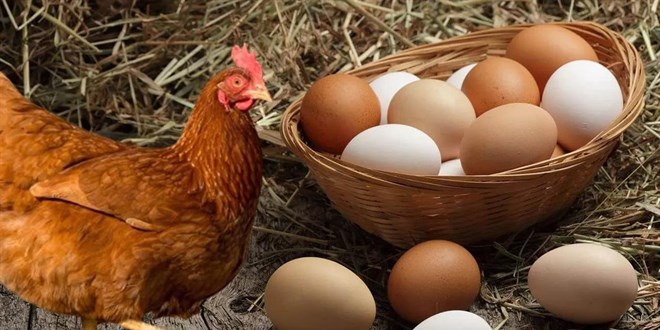 Yumurta bollat, tavuk fiyat ikiye katland