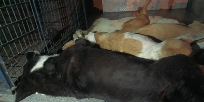 İzmir'de 10 köpek zehirlenerek öldürüldü