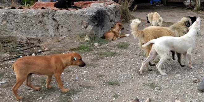 AK Parti'den sokak hayvanları düzenlemesiyle ilgili yeni açıklama