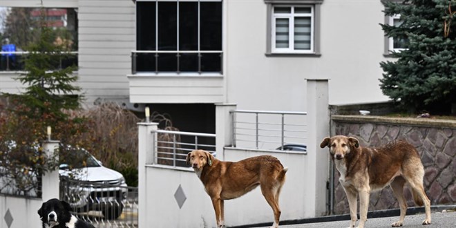 Başıboş köpeklere ilişkin düzenleme için gözler Meclis'te