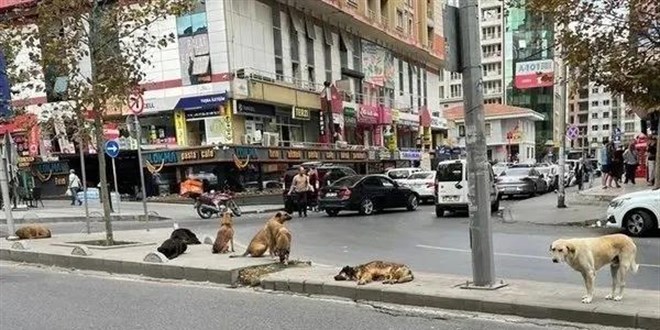 Mahkemeden flaş başıboş köpek kararı: Toplamak devletin görevi