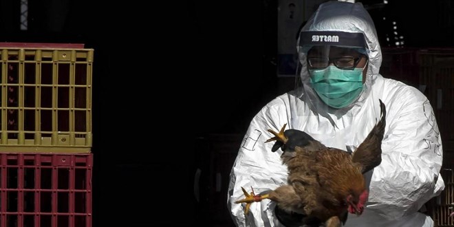 DSÖ, Meksika'da kuş gribinin bir alt türü olan A(H5N2) nedeniyle ilk ölümü doğruladı