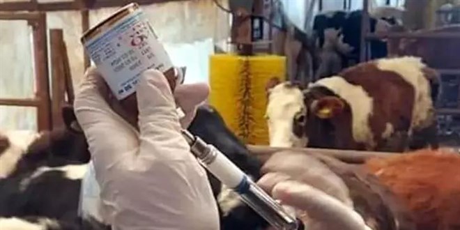 Seferihisar'daki 'şap' şüphesi asılsız çıktı