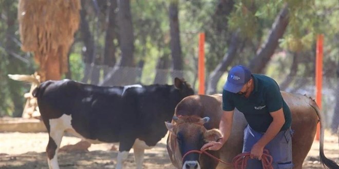 Kurban Bayramı yaklaştı, kurban yakalama timi tatbikat yaptı