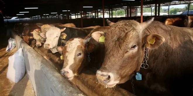 Kurbanlığın canlı kilo fiyatı 40 lira birden geriledi