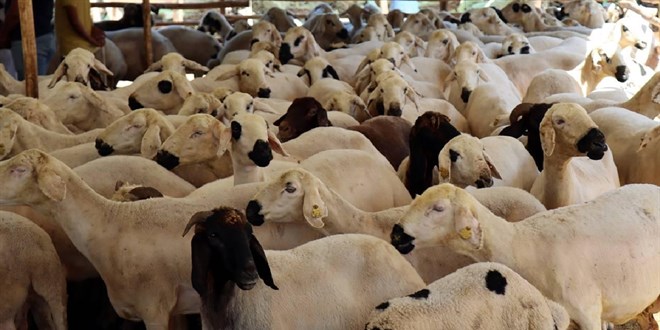 Bayramda 2,7 milyondan fazla kurbanlık satıldığı tahmin ediliyor