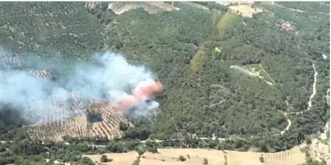 İzmir Bergama'da orman yangını