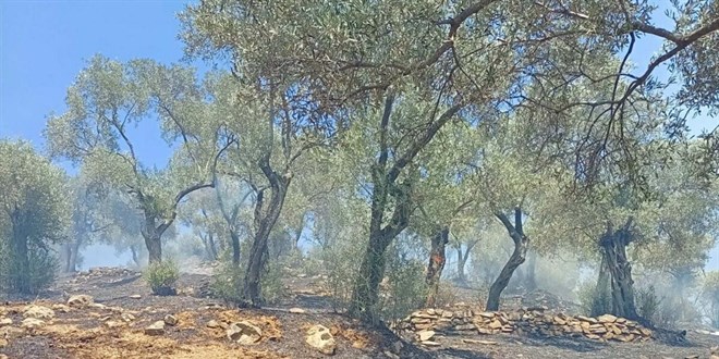Aydın'da zeytinlik yangınında 30 dönüm alan zarar gördü