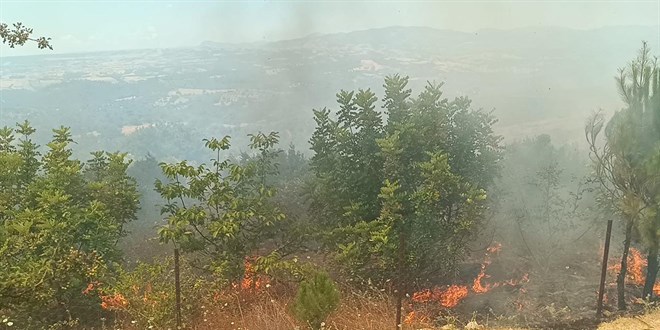 Adana'da orman yangını