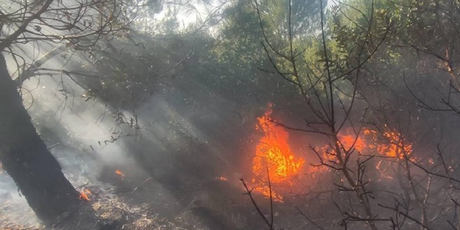 Samsun'da orman yangını