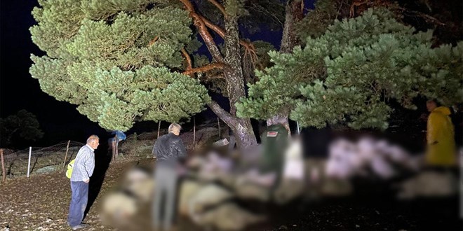Sağanak sırasında yıldırım düştü, 76 koyun öldü