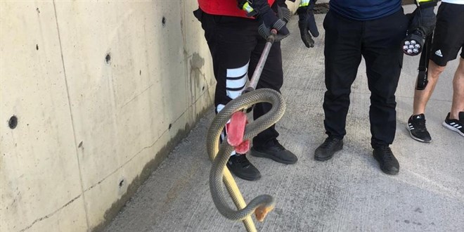 2 metrelik yılan otoparkta paniğe neden oldu