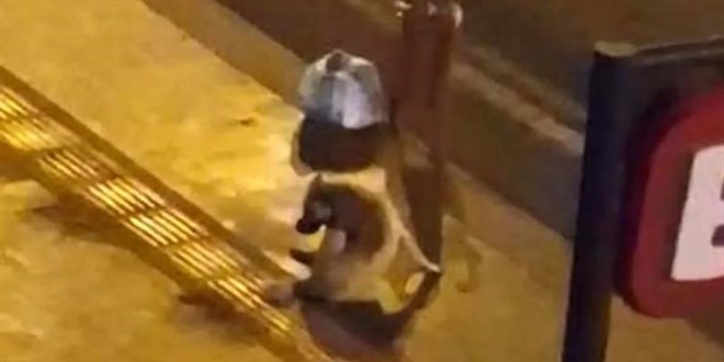 Diyarbakır'da dökülen alkolü içen köpek, sarhoş oldu