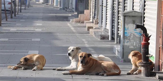 Köpek yasası çıkmazsa Hindistan'a döneriz!