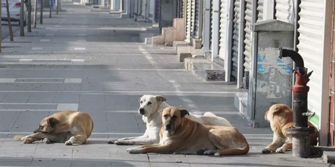 Dört milyon köpeğin maliyeti 13,3 milyar lira