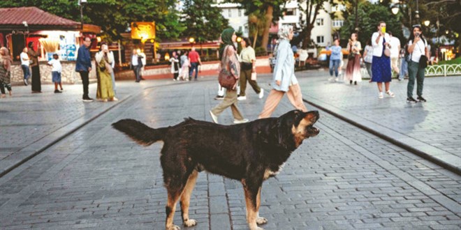 Başıboş köpekler 4 yılda toplanacak
