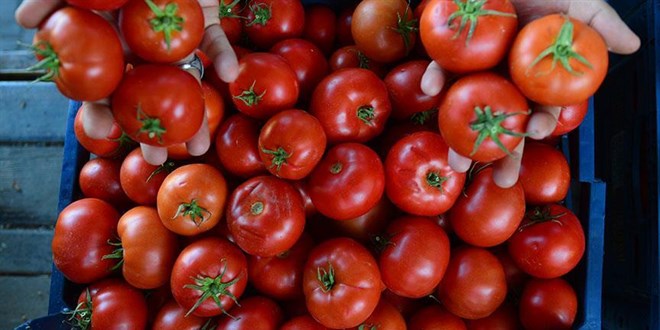 Kasalarca domatesi çöpe döken işletmeye para cezası