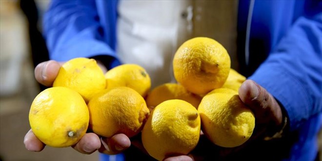 Limon fiyatları neden çok yükseldi?