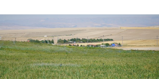 Soğan üreticileri rekolte beklentisini açıkladı