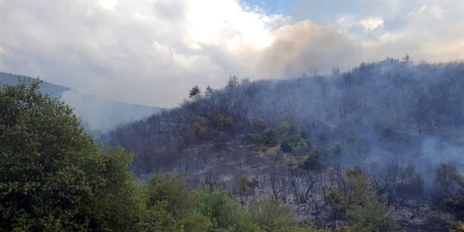 Tokat'ta orman yangını: 20 dönüm kül oldu